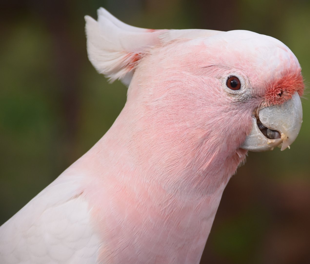 Major Mitchell's Cockatoo (Cacatua leadbeateri)