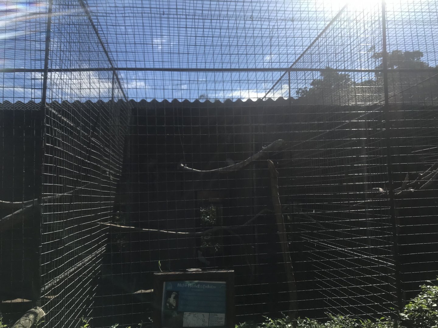 Major Mitchell’s Cockatoo Cage