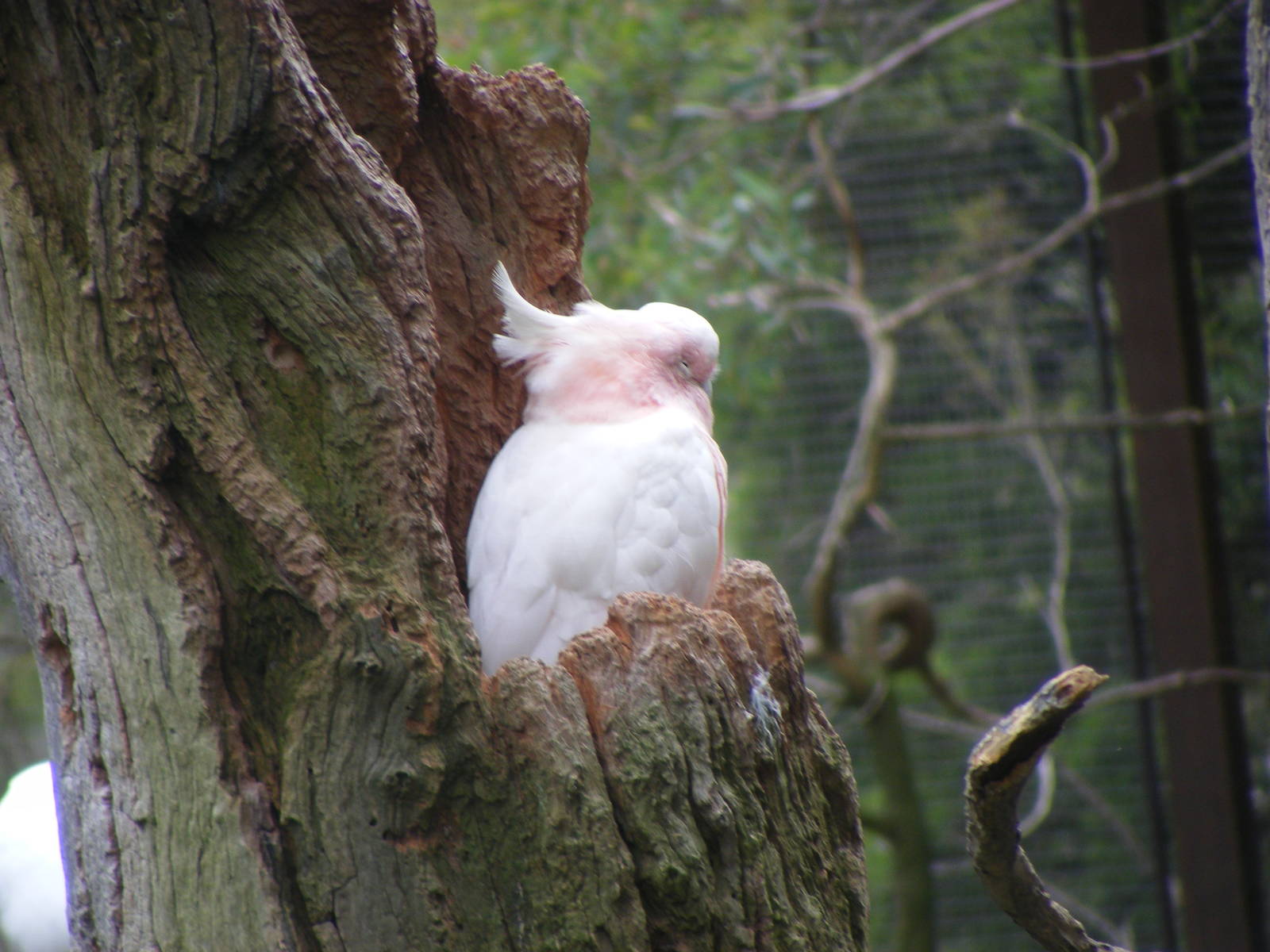 Major Mitchell's Cockatoo, GFA - January, 2010