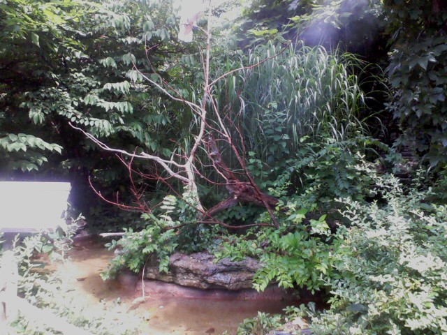Major Mitchell's Cockatoo Island