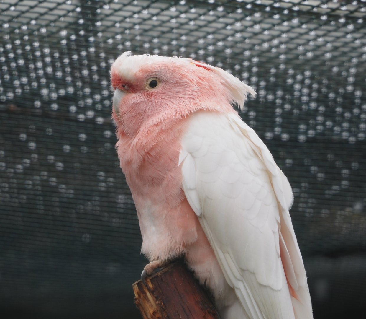 Major Mitchell's cockatoo (Lophochroa leadbeateri), 2024-05-22