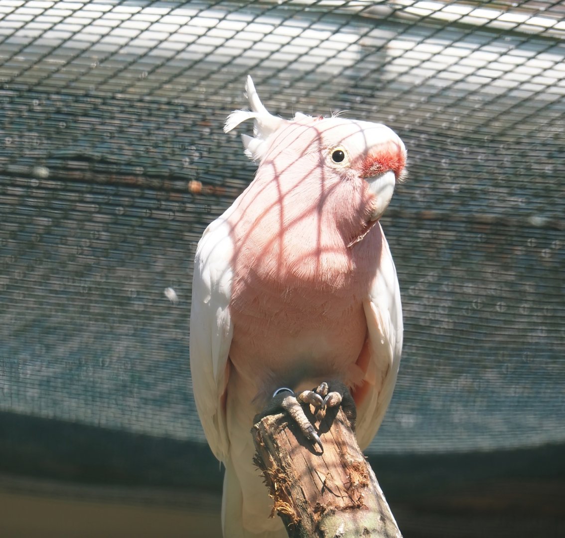 Major Mitchell's cockatoo (Lophochroa leadbeateri), 2024-05-23