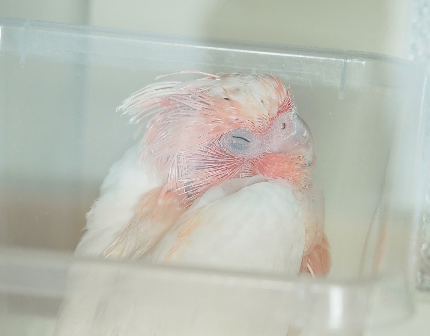 Major Mitchell's cockatoo (Lophochroa leadbeateri) chick, 2023-05-16