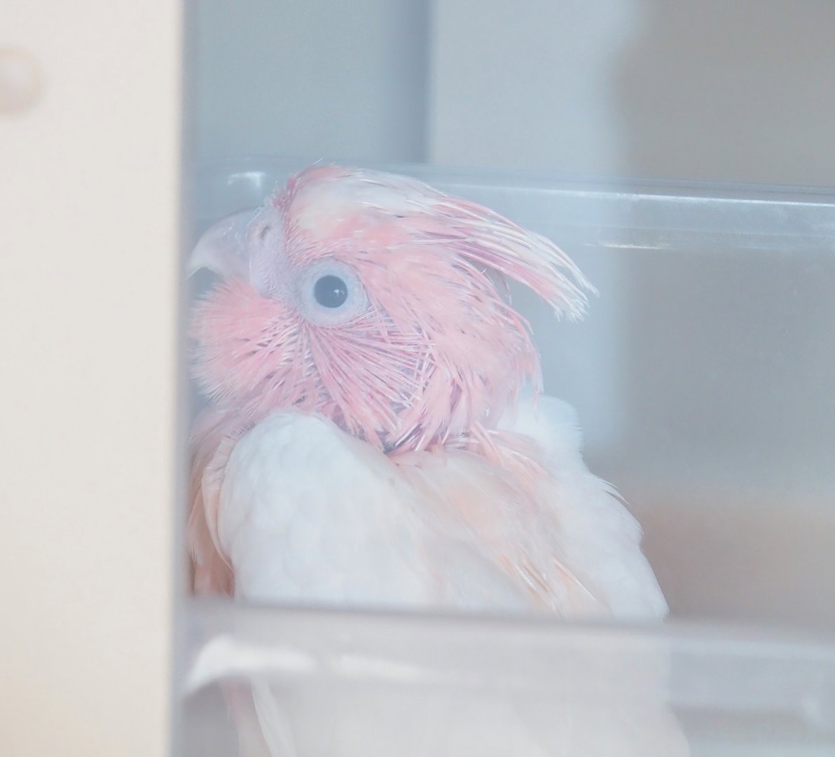 Major Mitchell's cockatoo (Lophochroa leadbeateri) chick, 2023-05-16