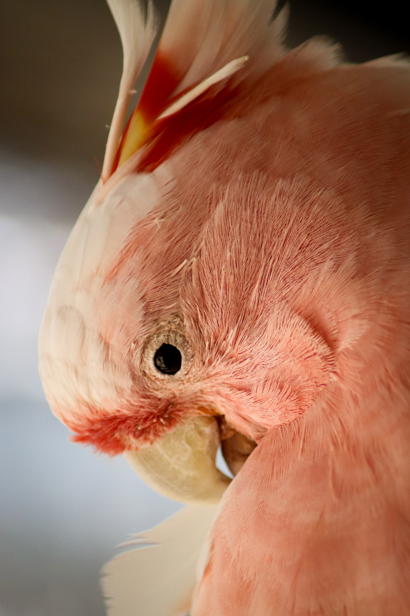 Major Mitchell's Cockatoo (Lophochroa leadbeateri) - January 2020