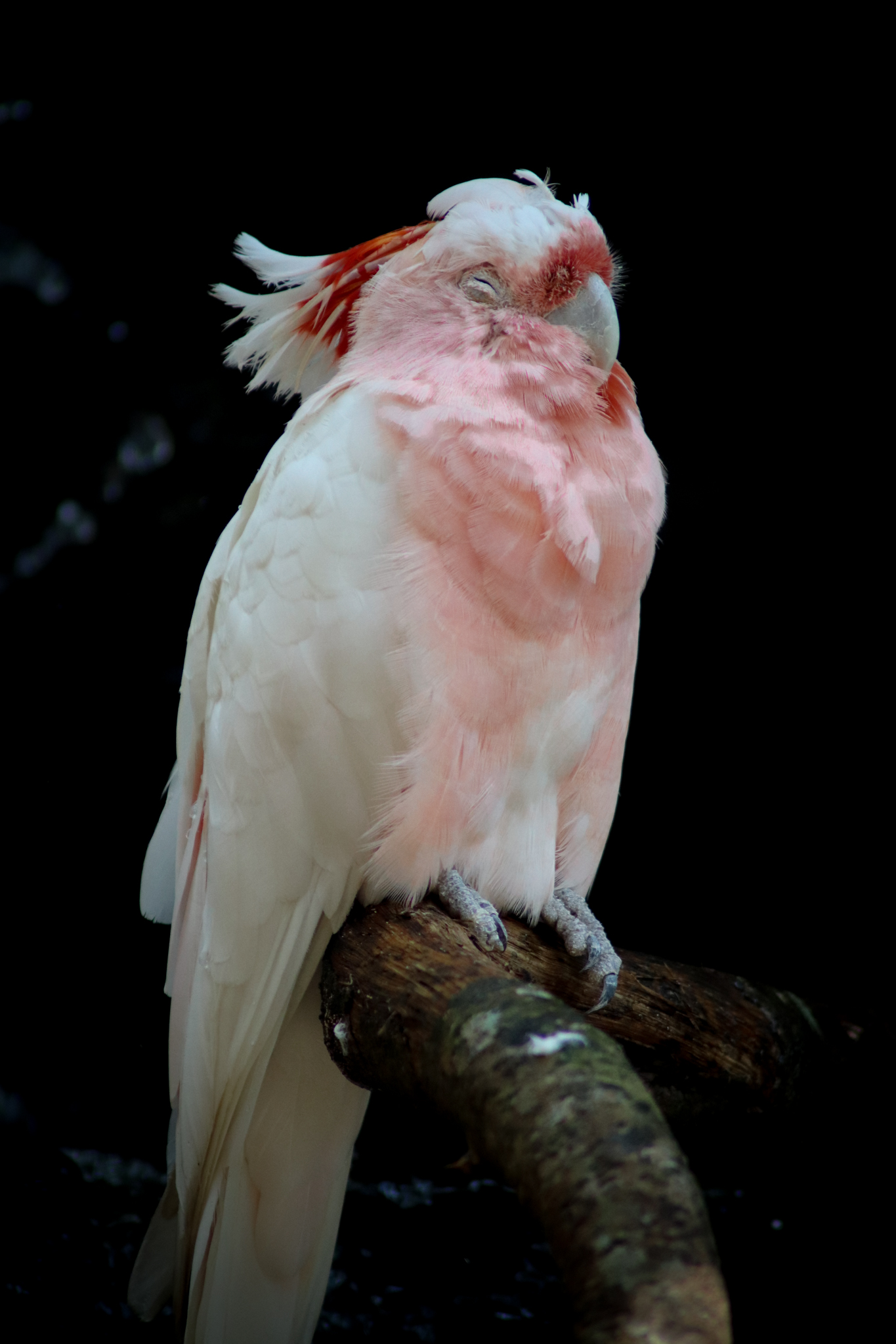 Major Mitchell's Cockatoo (Lophochroa leadbeateri) - January 2020