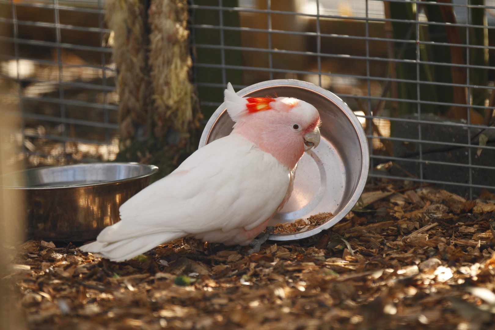 Major Mitchell's cockatoo (Lophochroa leadbeateri)