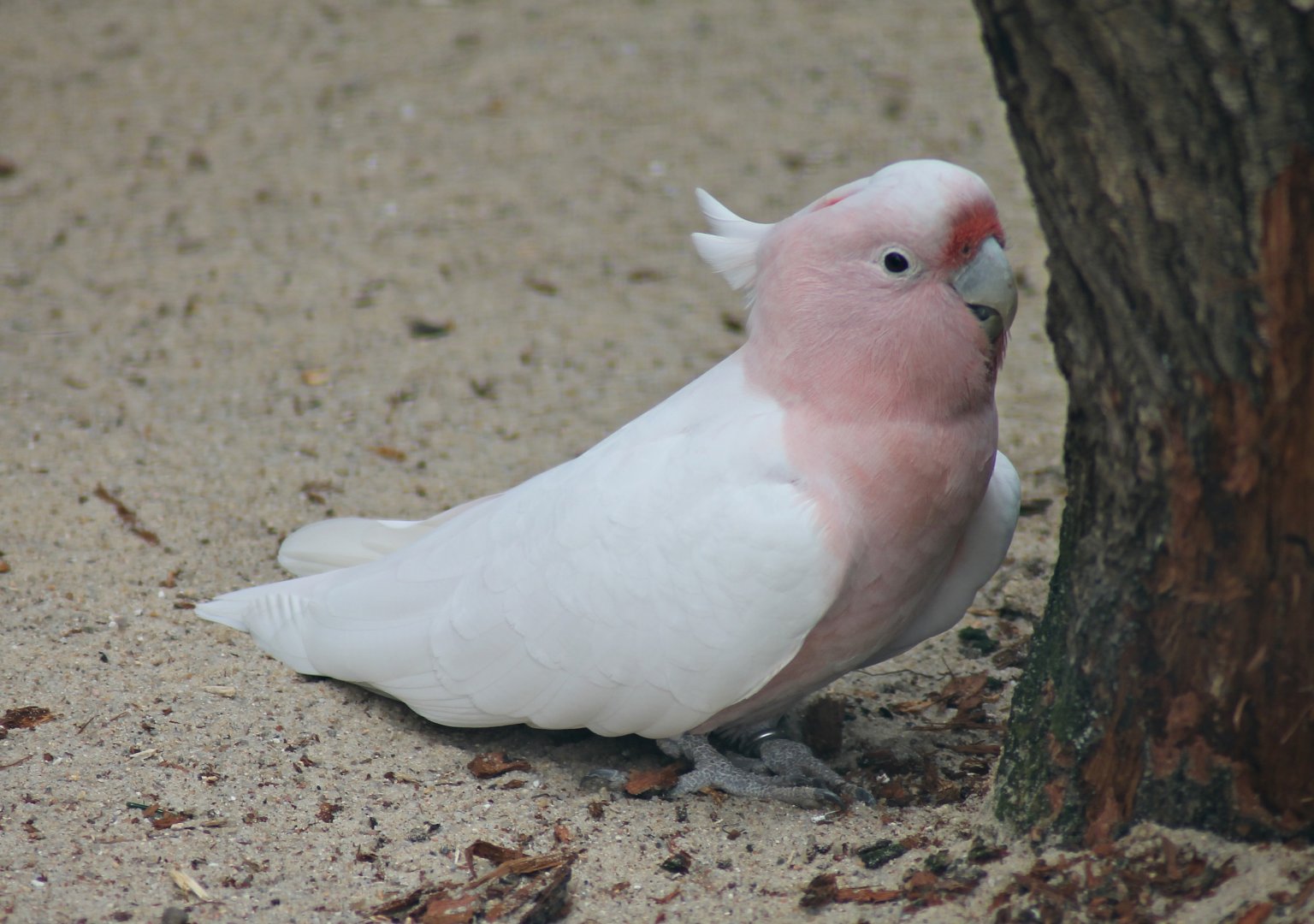 Major Mitchell's cockatoo (Lophochroa leadbeateri)