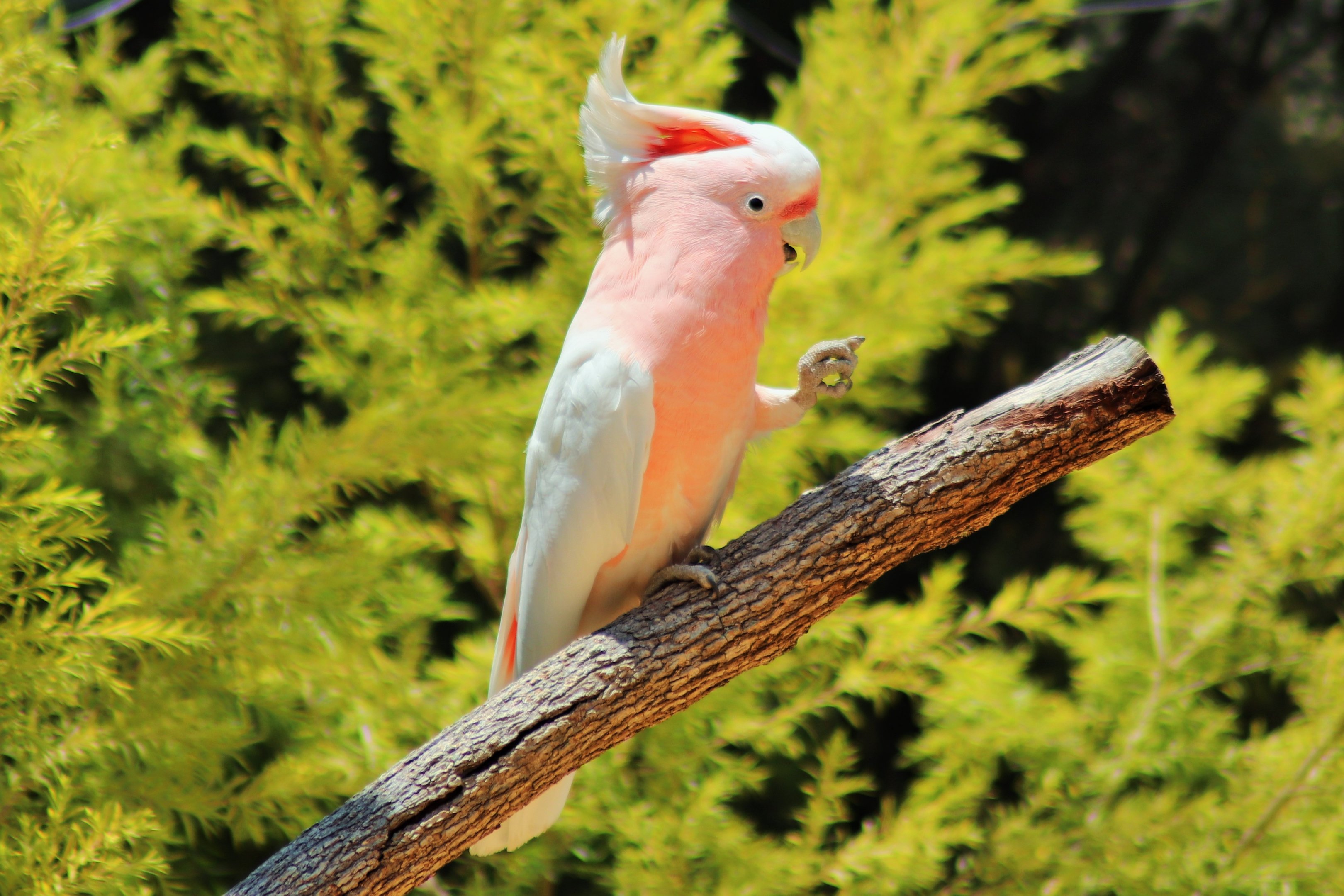 Major Mitchell's cockatoo (Lophochroa leadbeateri)