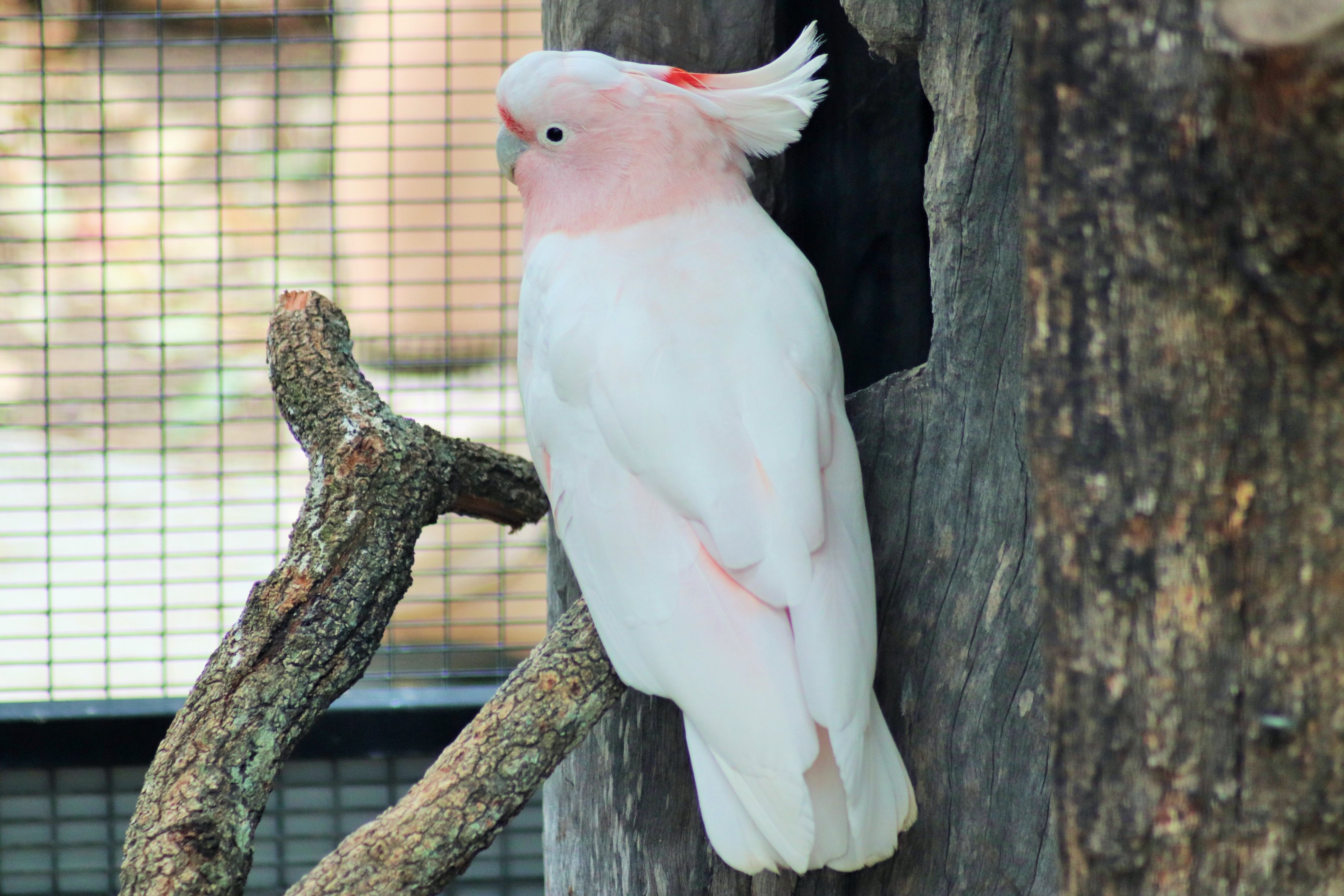 Major Mitchell's Cockatoo (Lophochroa leadbeateri)