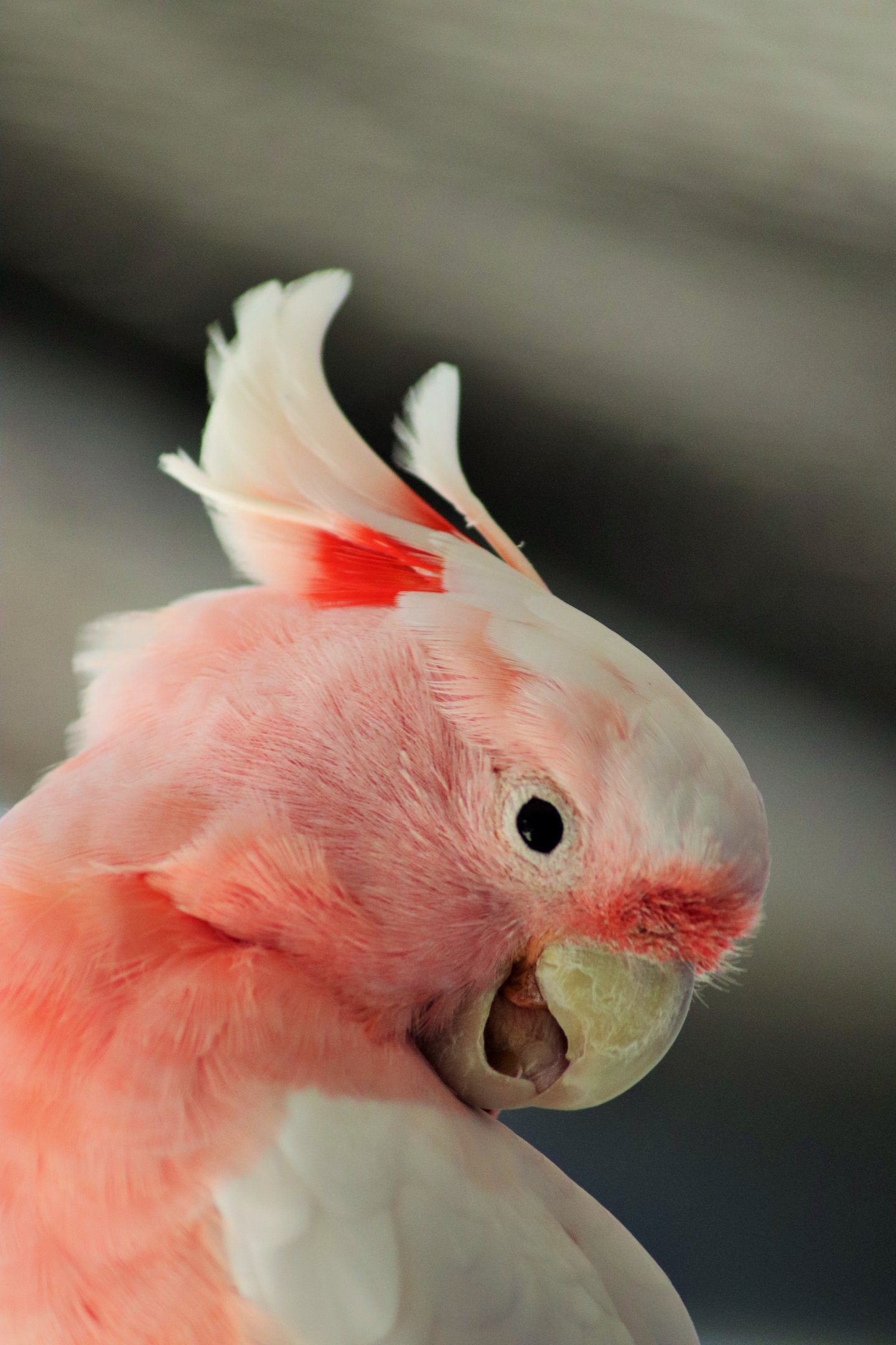 Major Mitchell's Cockatoo (Lophochroa leadbeateri)