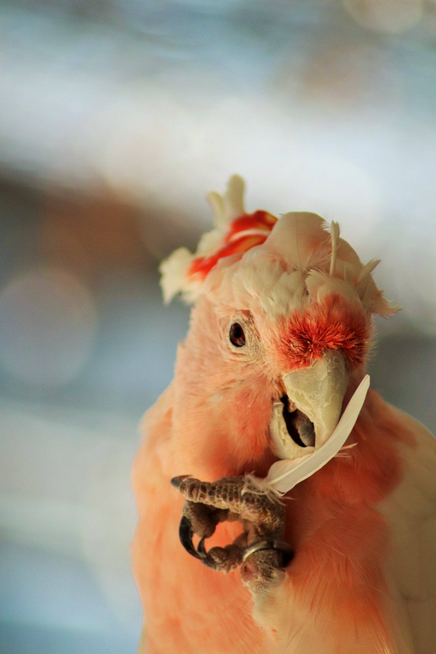 Major Mitchell's Cockatoo (Lophochroa leadbeateri)