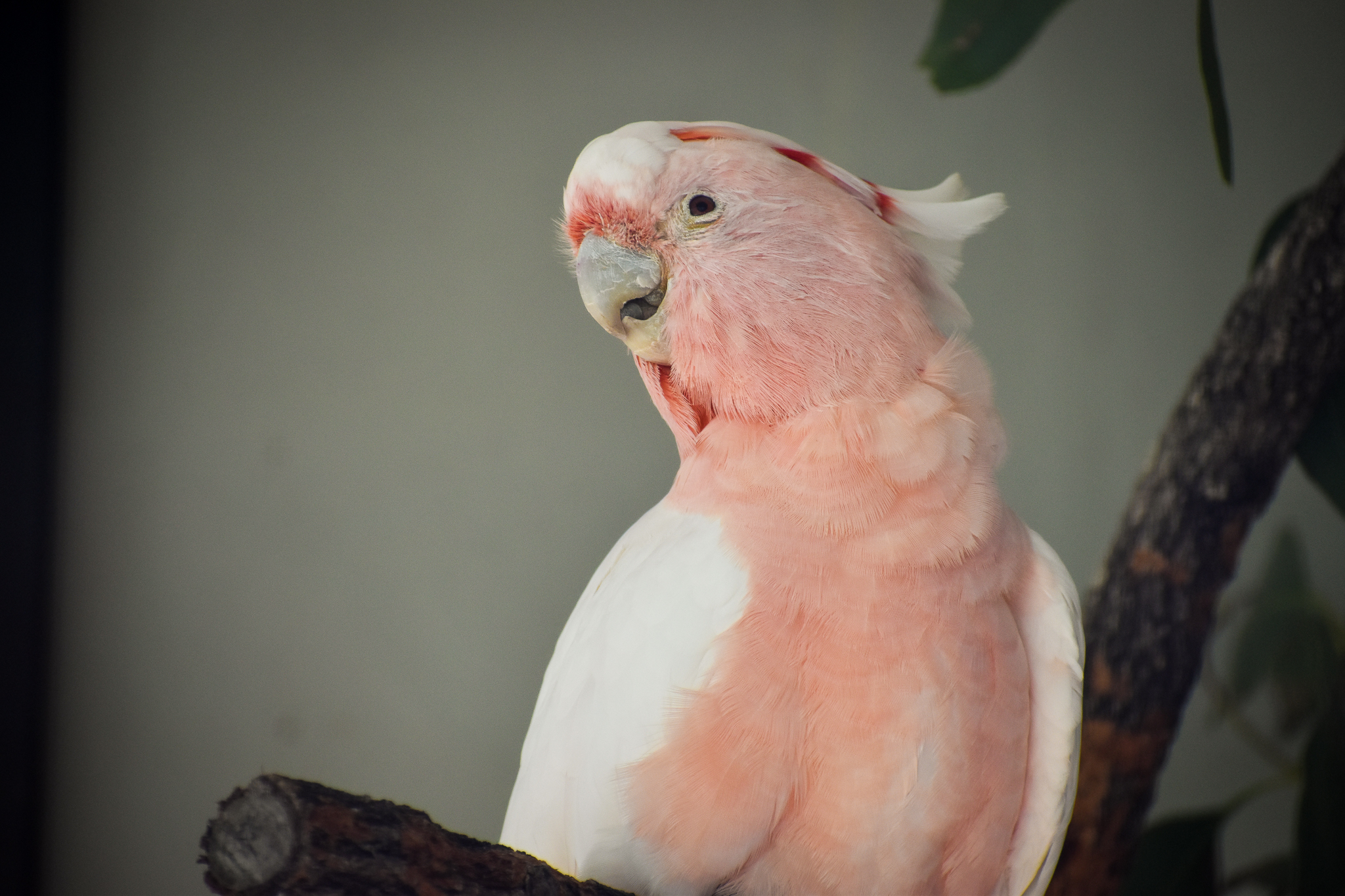 Major Mitchell's Cockatoo (Lophochroa leadbeateri)