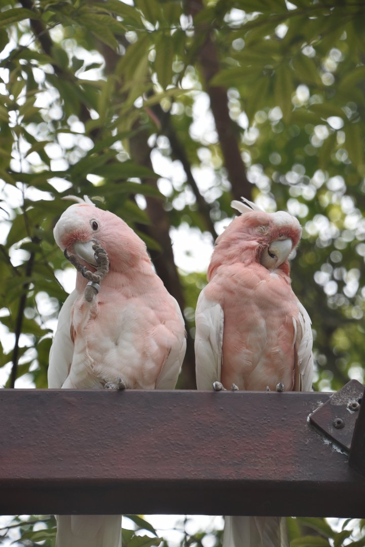Major Mitchell's cockatoo, Lophochroa leadbeateri