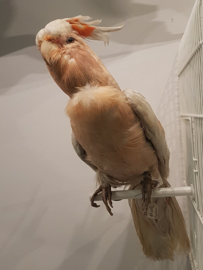 Major Mitchell's Cockatoo Taxidermy