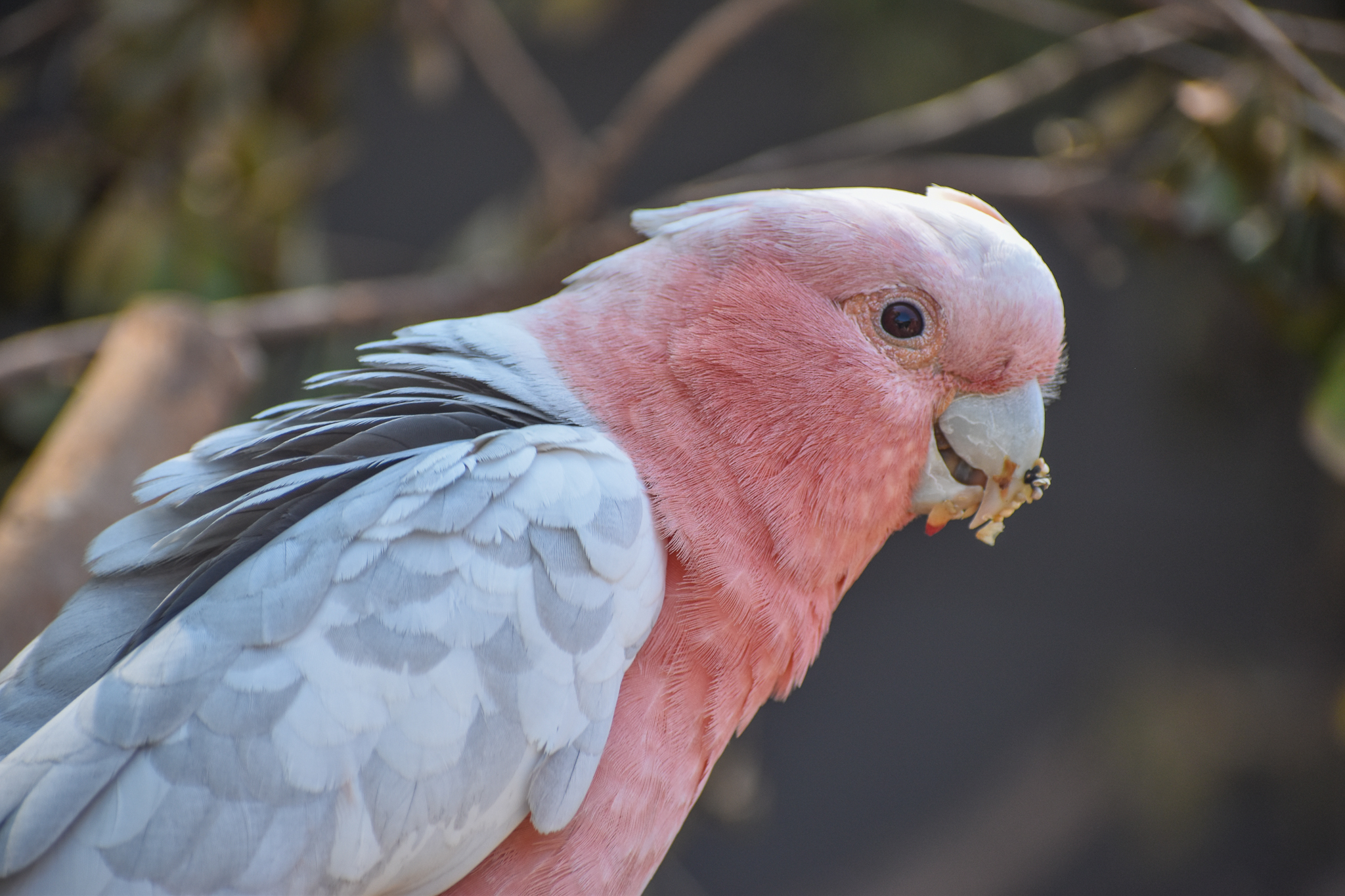 Major Mitchell's Cockatoo x Galah hybrid