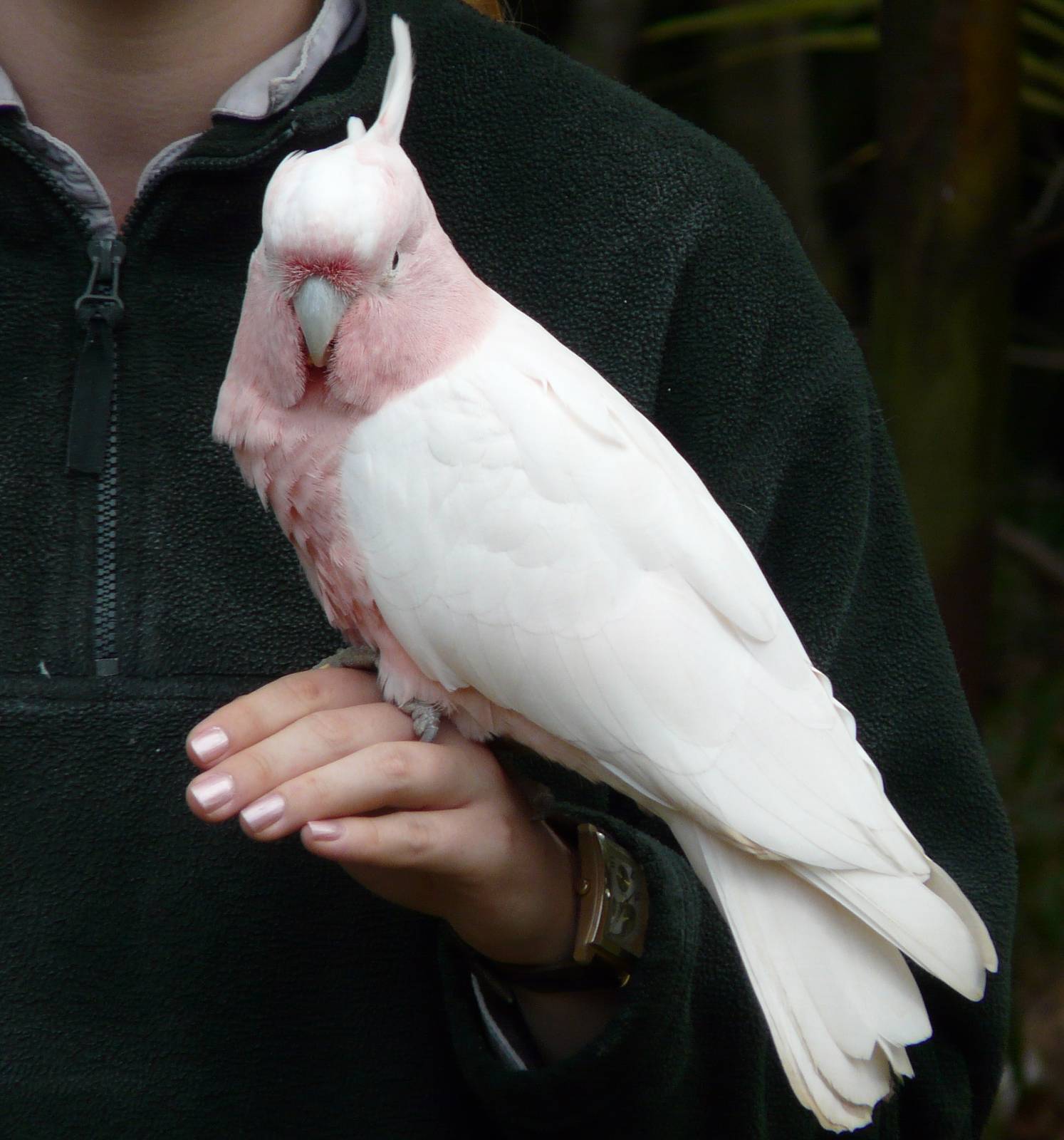 Major Mitchell's cockatoo