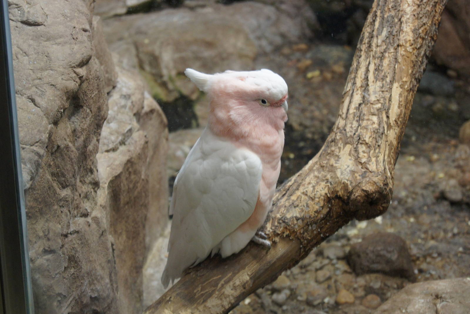Major Mitchell's Cockatoo