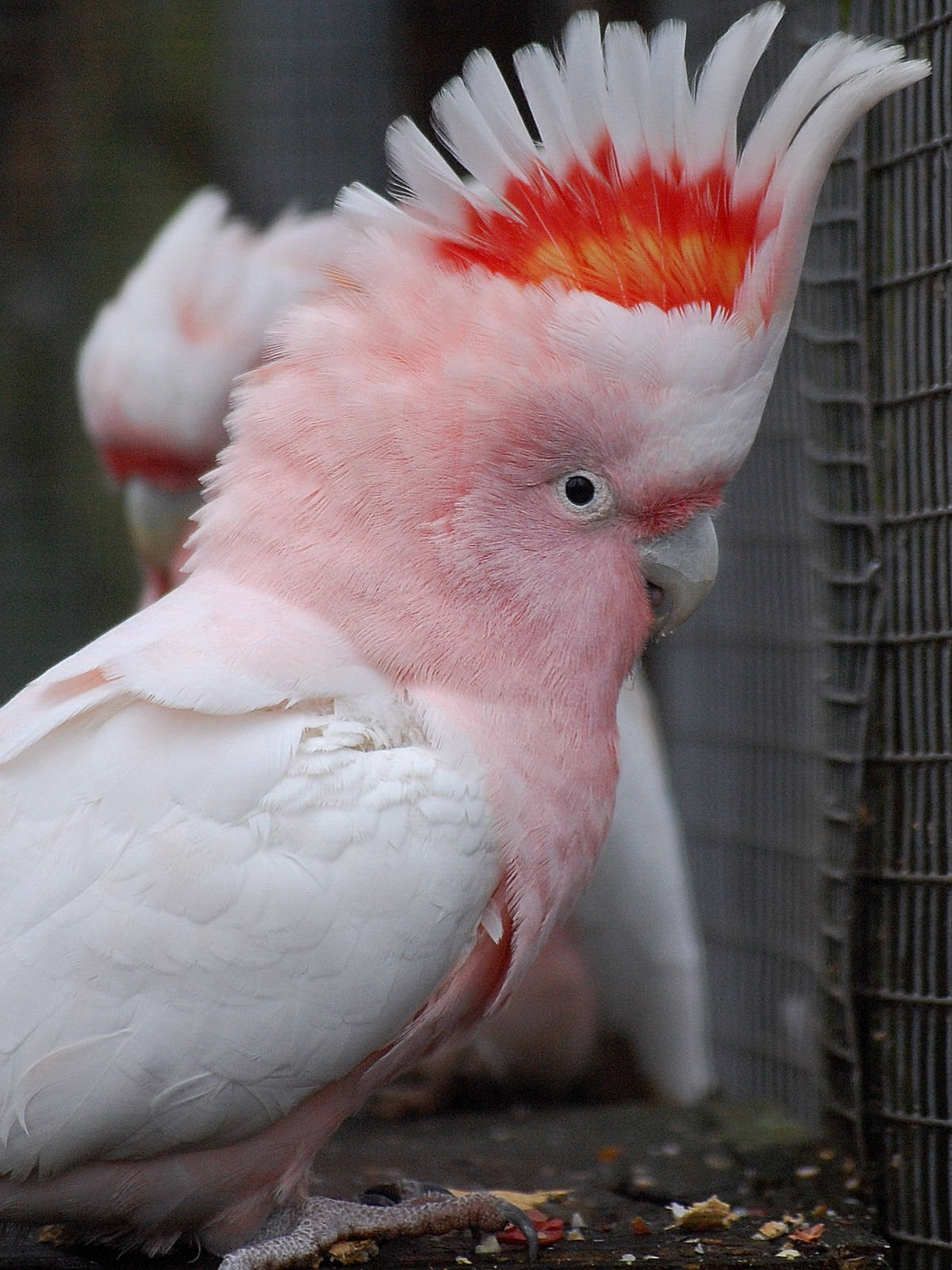 Major Mitchell's Cockatoo