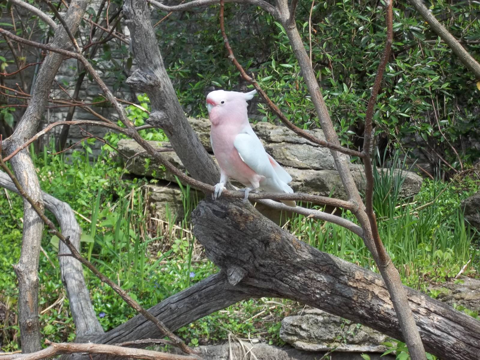 Major Mitchell's Cockatoo