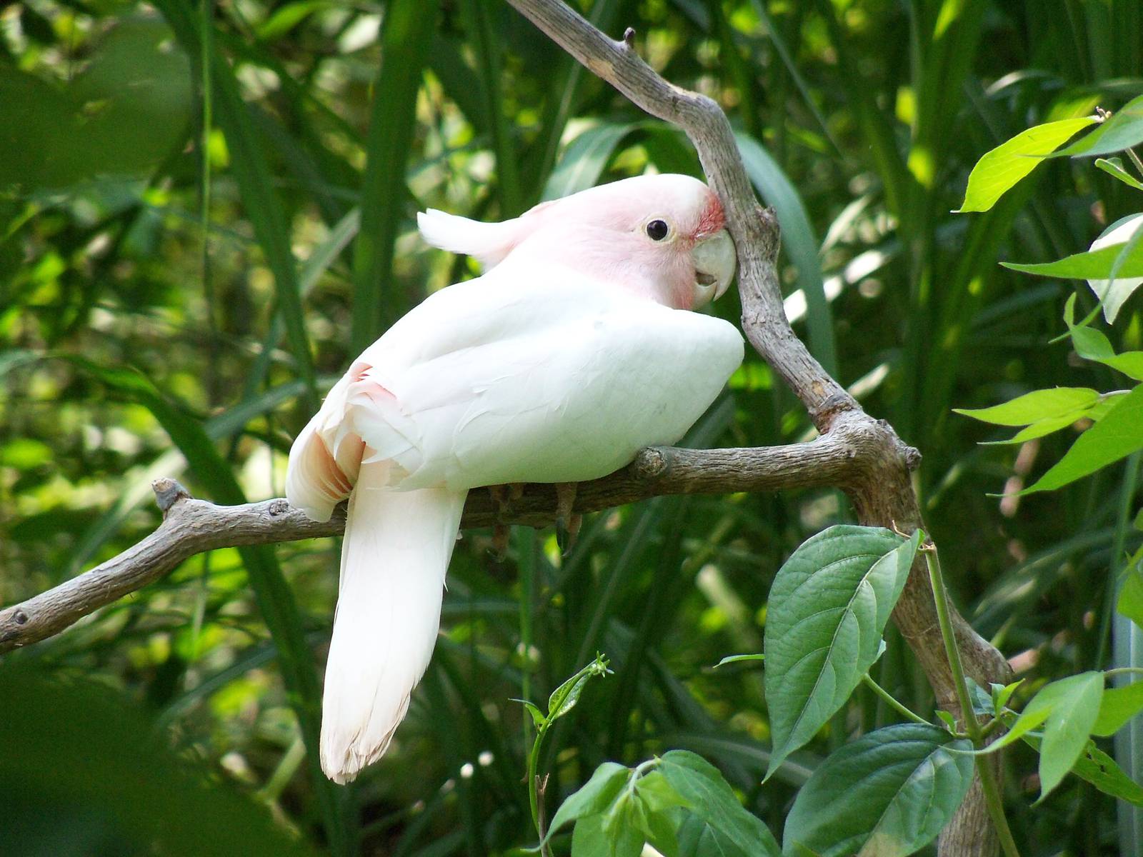 Major Mitchell's Cockatoo