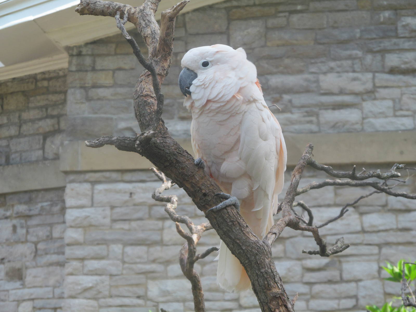 Major Mitchell's Cockatoo