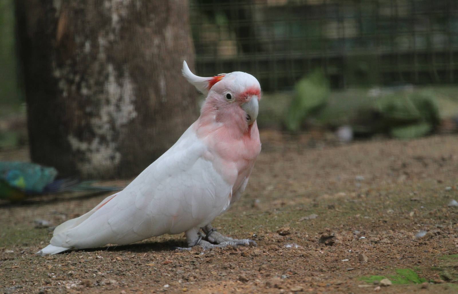 Major Mitchell's Cockatoo