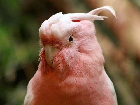 Major Mitchell's Cockatoo
