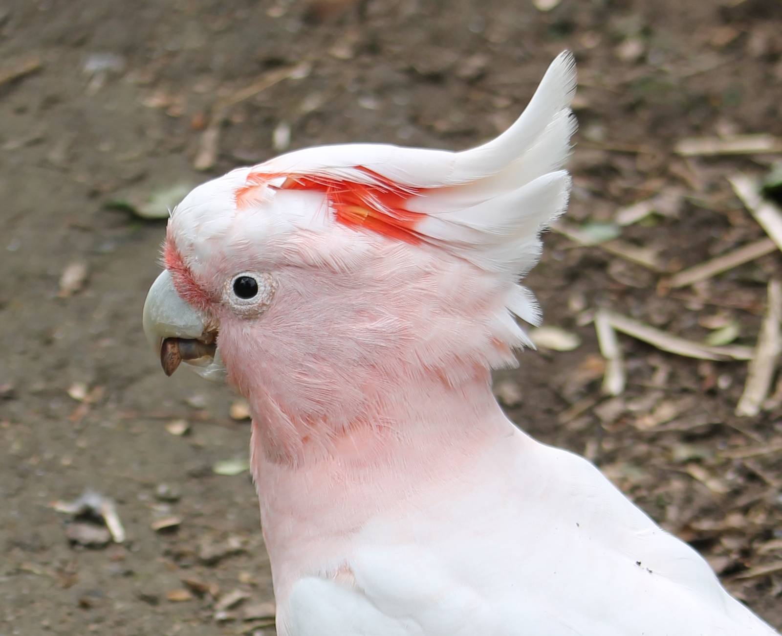 Major Mitchell's cockatoo