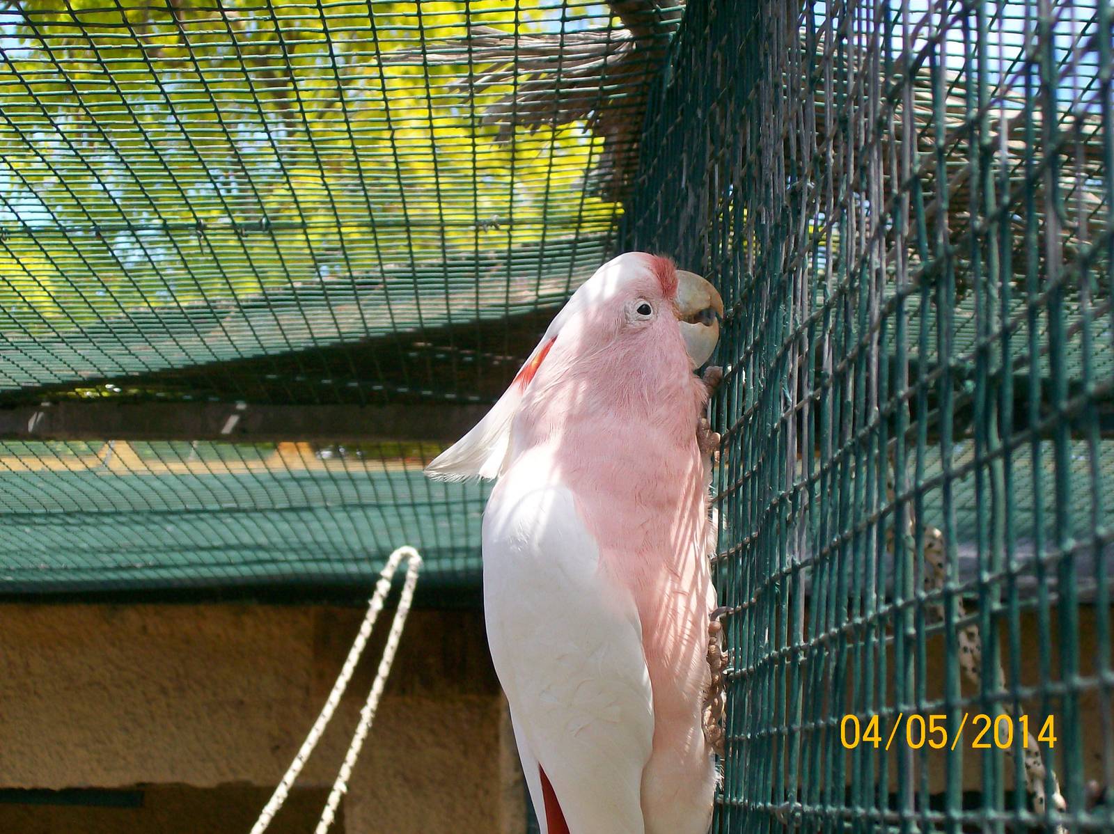 Major Mitchell's cockatoo