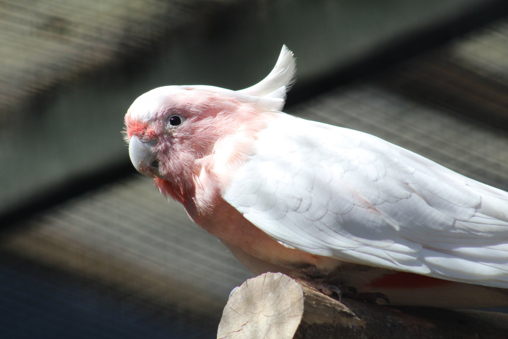 Major Mitchell's Cockatoo.