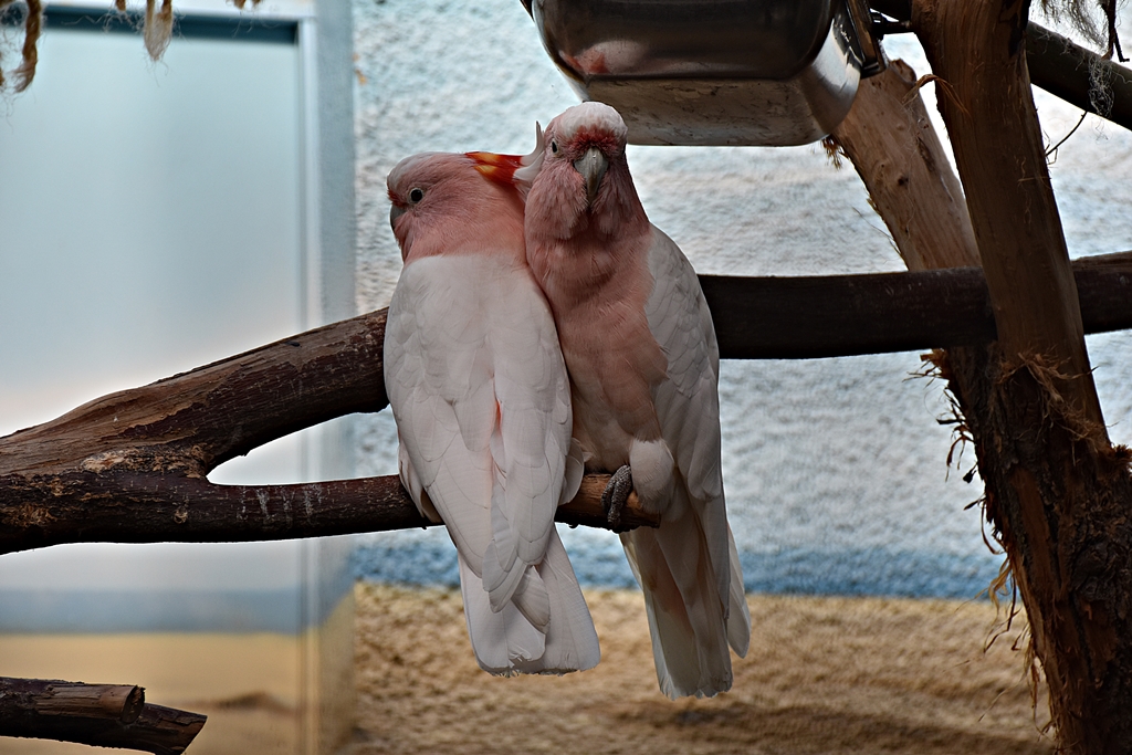 Major Mitchell's cockatoo