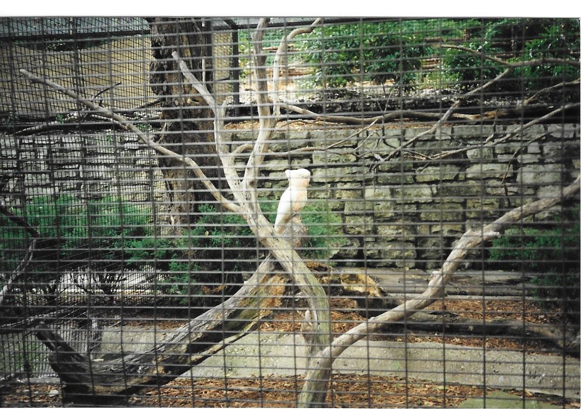 Major Mitchell's cockatoo