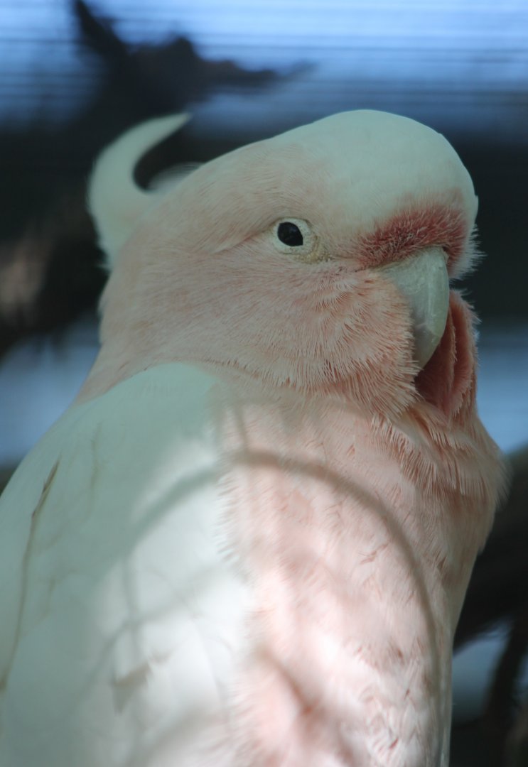 Major Mitchell's cockatoo
