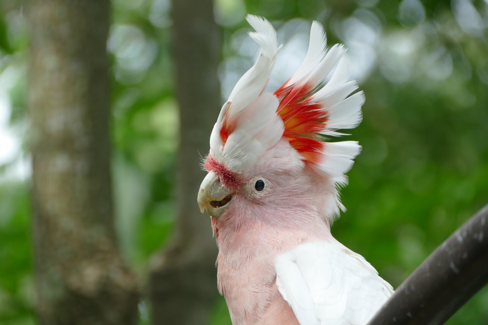 Major Mitchell's cockatoo