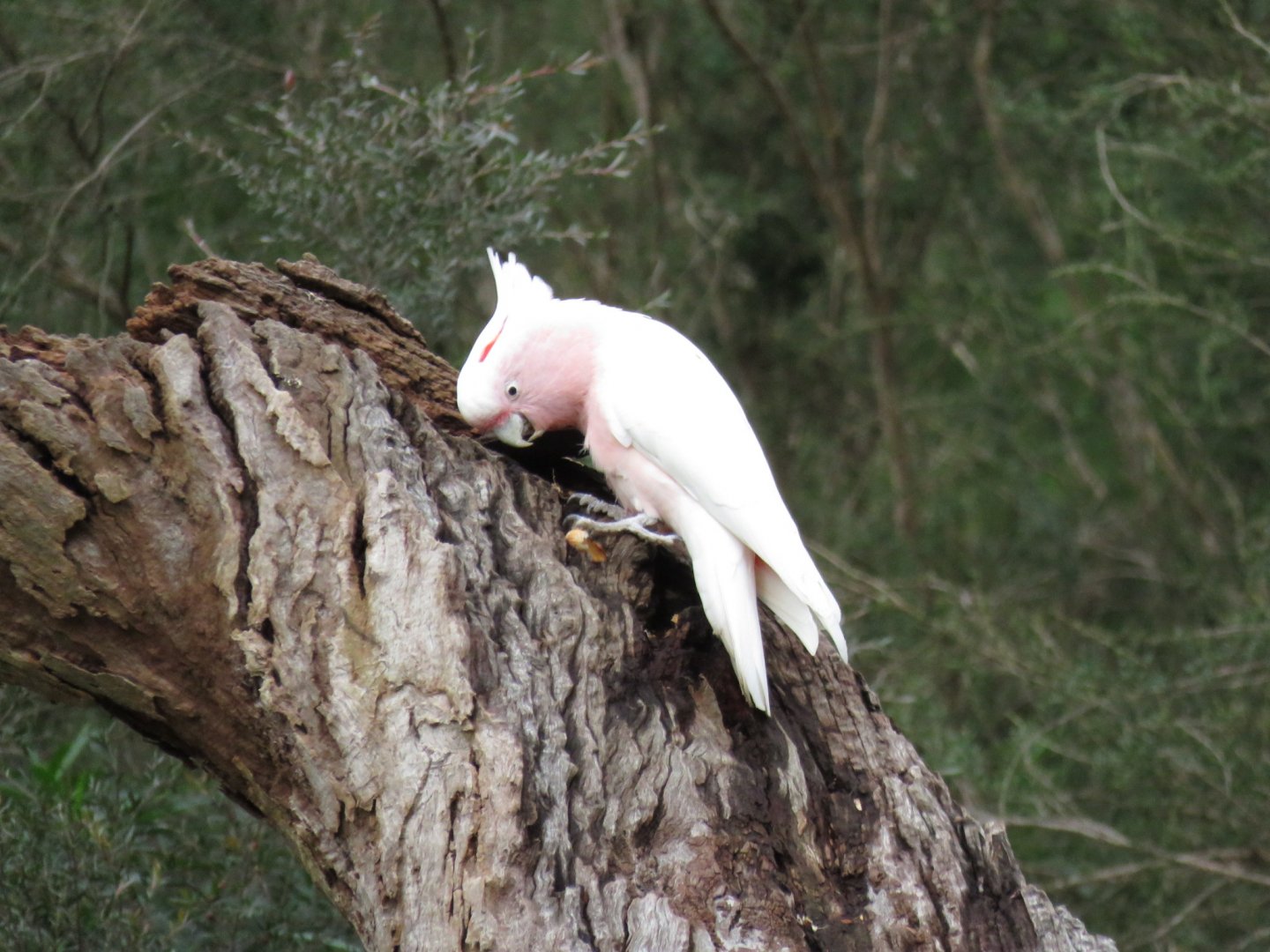 Major Mitchell’s Cockatoo