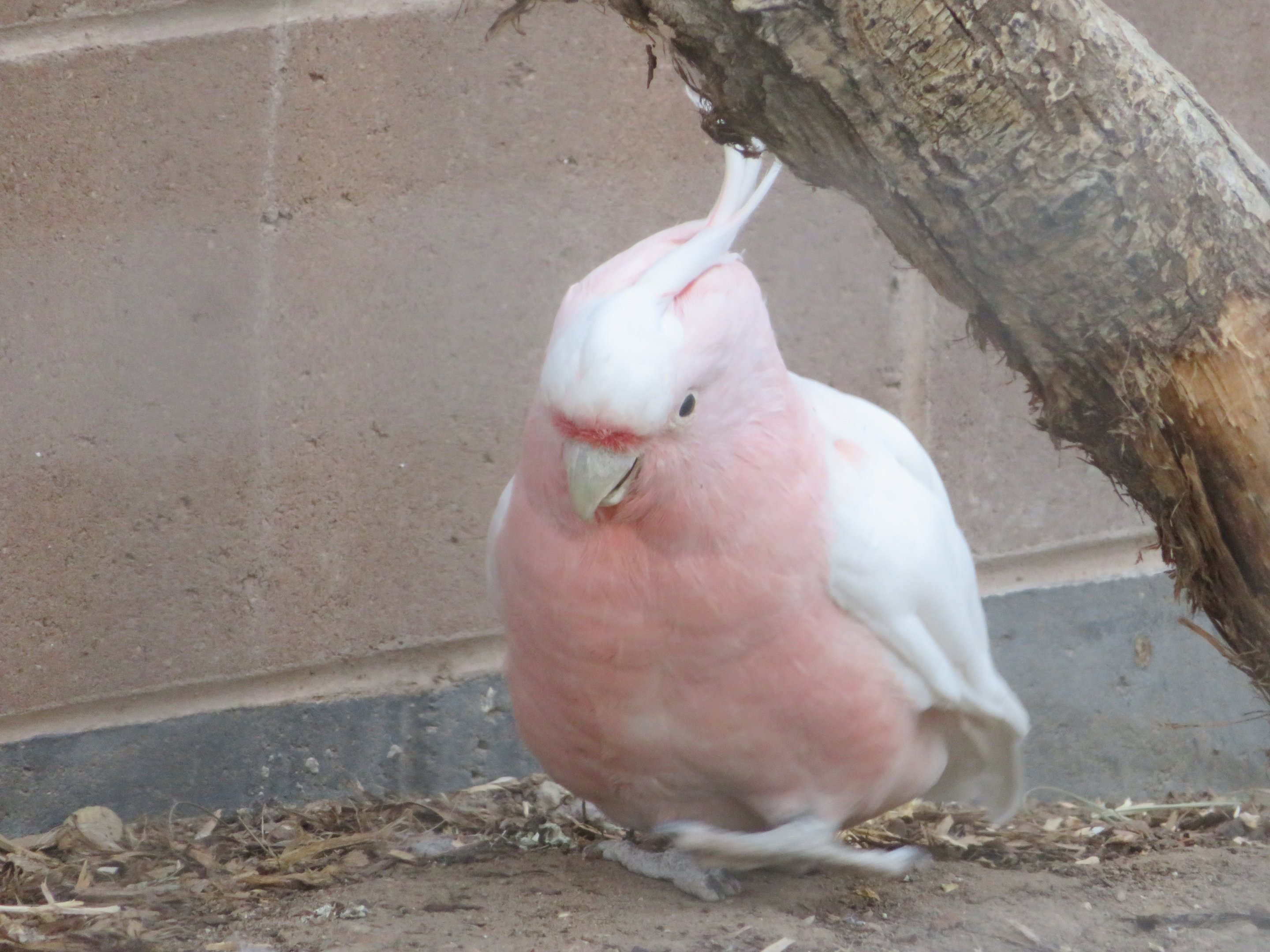 Major Mitchell's Cockatoo