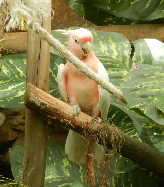 Major Mitchell's Cockatoo