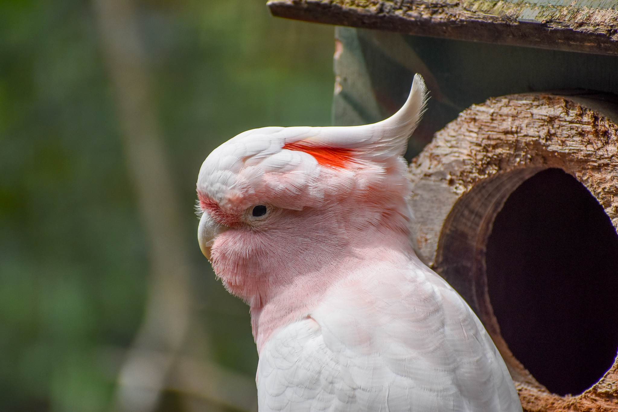 Major Mitchell's Cockatoo