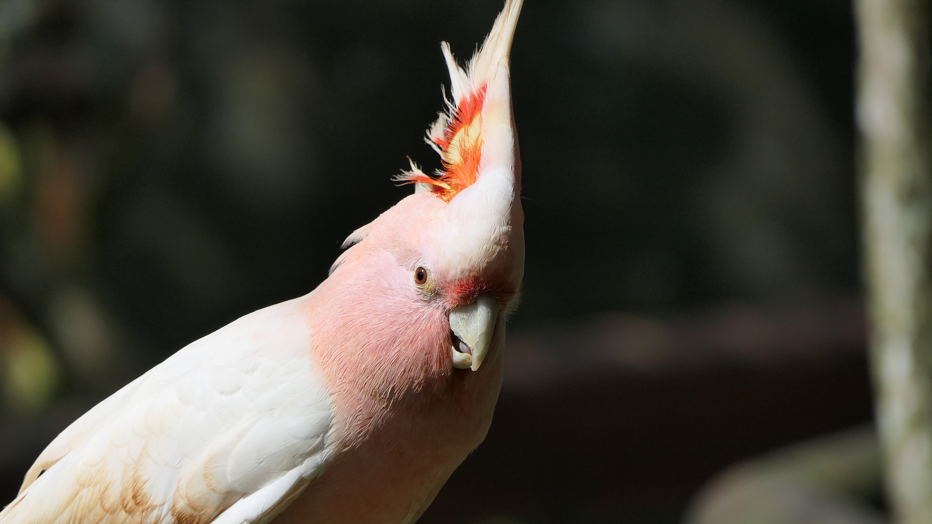 Major Mitchell's Cockatoo