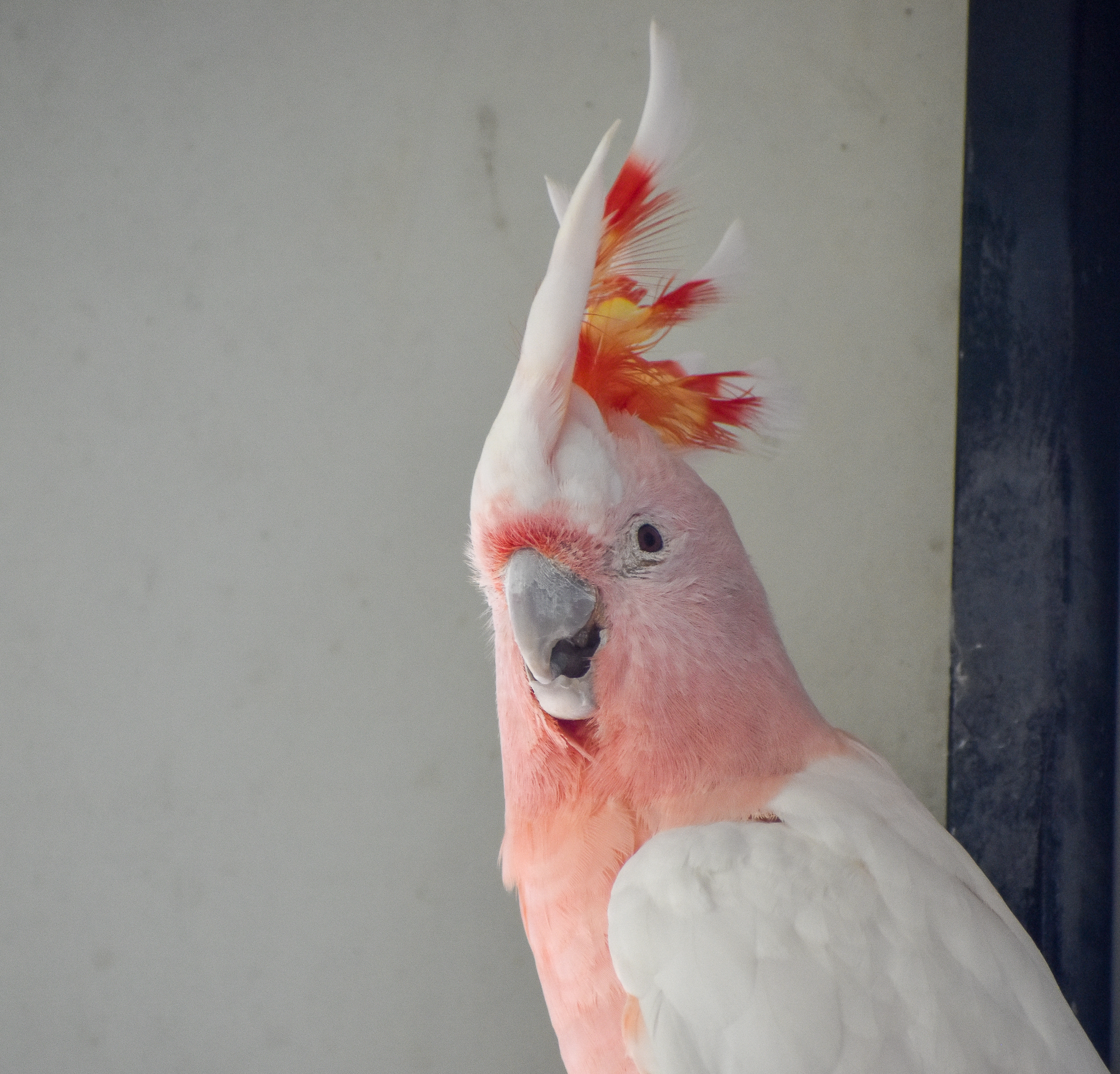 Major Mitchell's Cockatoo
