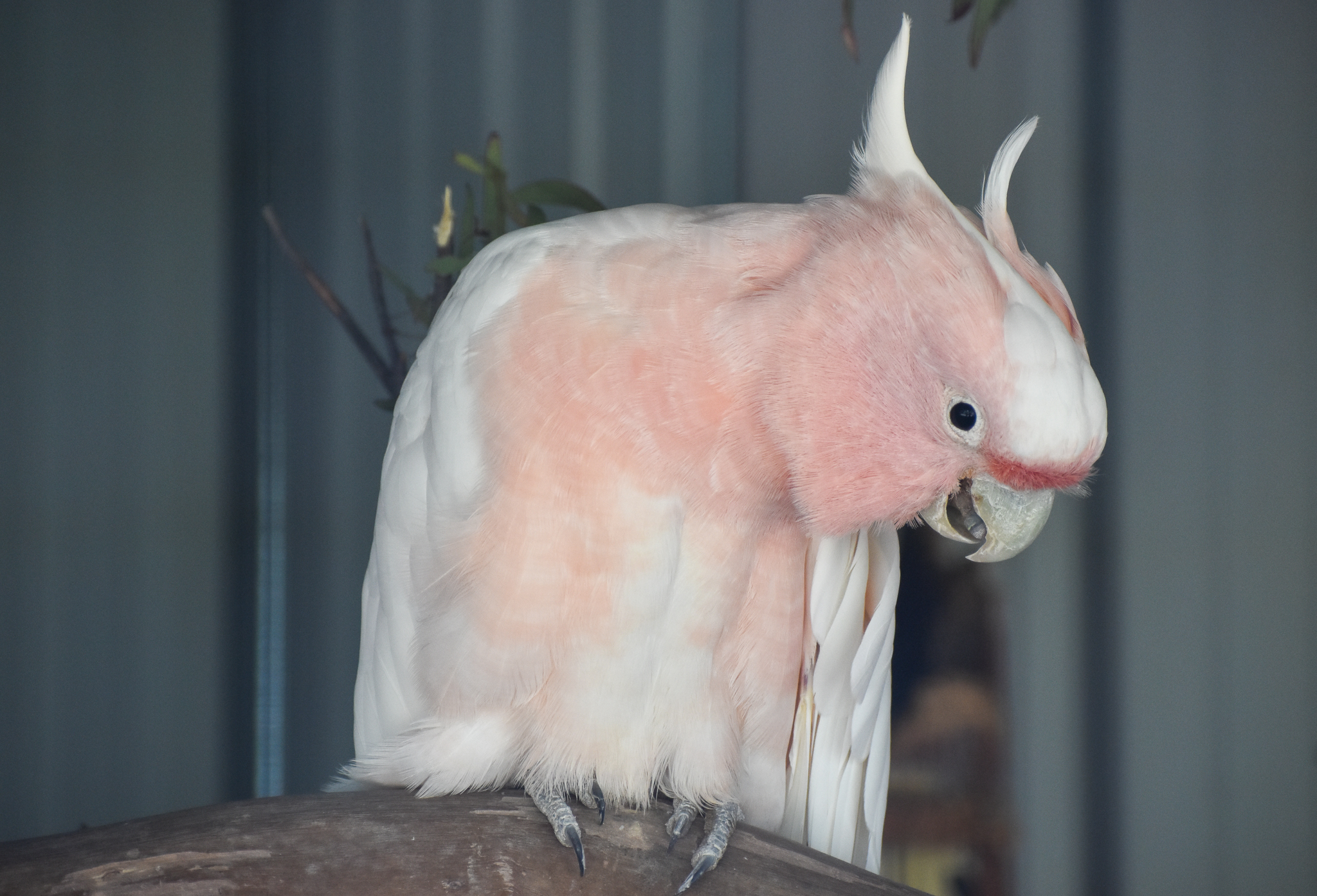Major Mitchell's Cockatoo