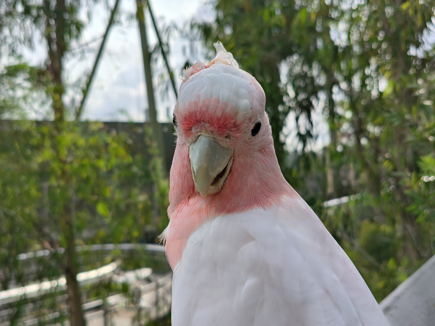 Major Mitchell's Cockatoo