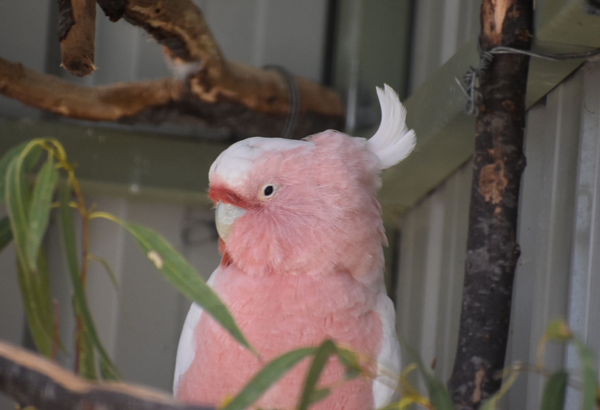 Major Mitchell's Cockatoo