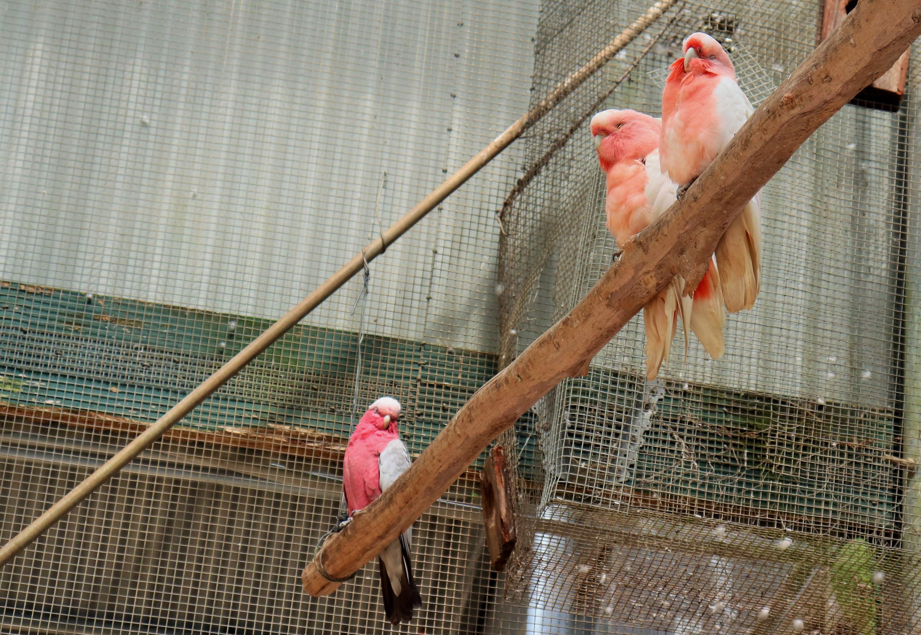 Major Mitchell's Cockatoos (Lophochroa leadbeateri) and Galah (Eolophus roseicapilla)