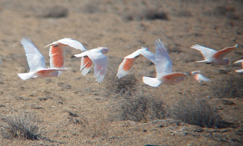 Major Mitchell's cockatoos.
