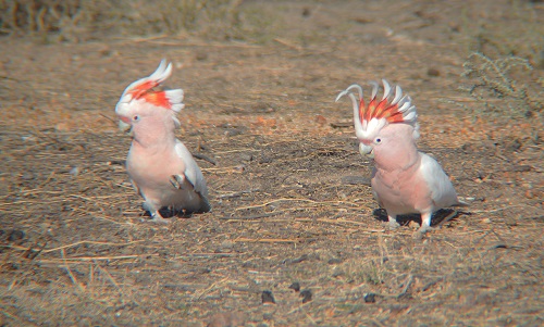 Major Mitchell's cockatoos.