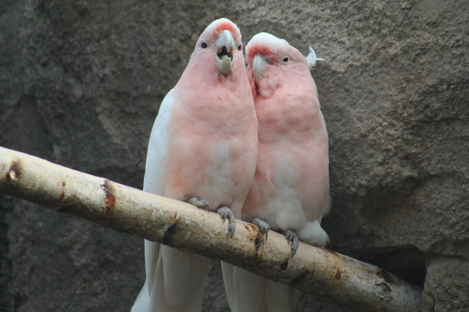 Major Mitchell's Cockatoos