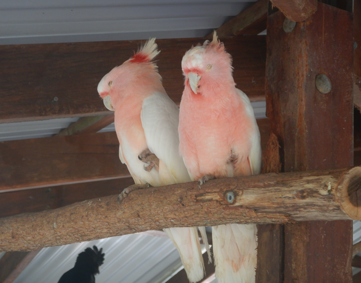 Major Mitchell's Cockatoos