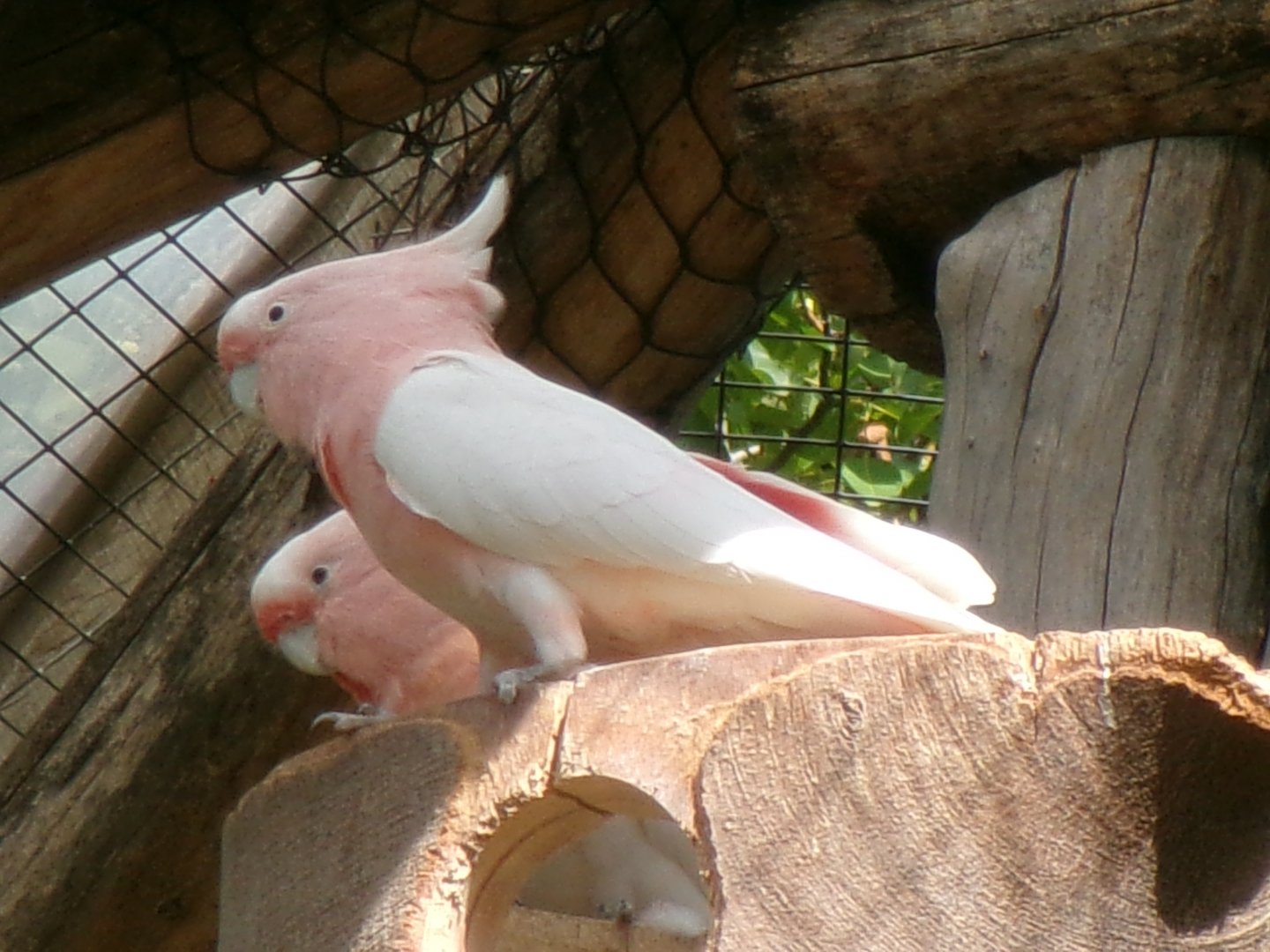 Major Mitchell's cockatoos